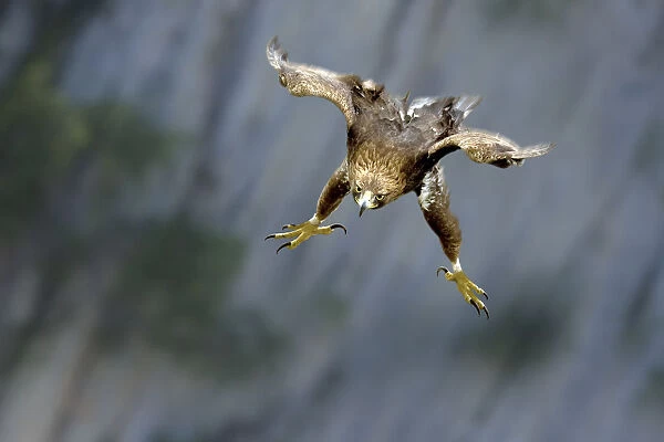 Golden Eagle (Aquila chrysaetos) swooping with folded wings and extended tallons