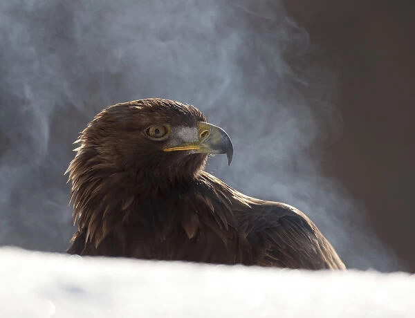 Golden Eagle (Aquila chrysaetos) in winter with steam rising from its plumage
