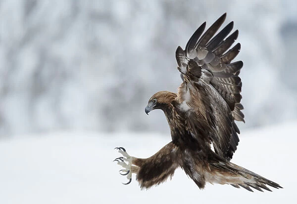 Golden Eagle (Aquila chrysaetos) pouncing in flight with claws brandished. Kuusamo