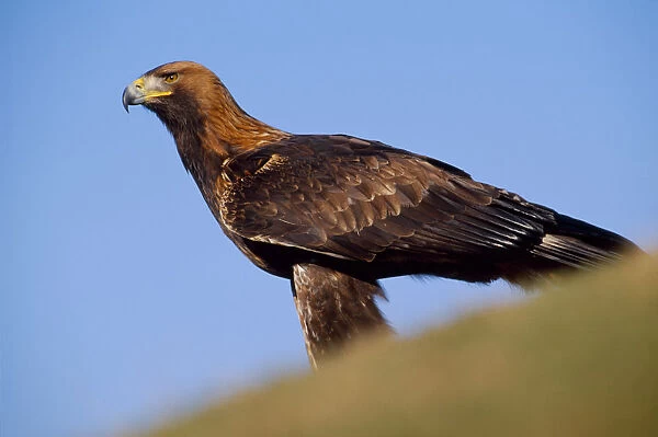 Golden eagle (Aquila chrysaetos) falconers bird perched on ground (controlled)