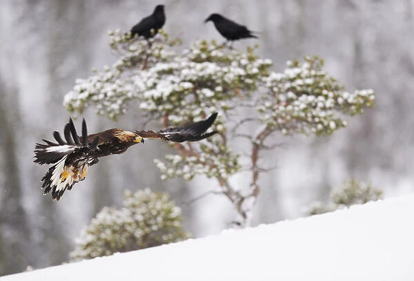 Golden eagle (Aquila chrysaetos) in flight with two Common ravens (Corvus corax) in tree behind