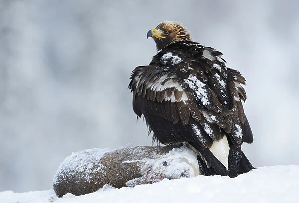 Golden eagle (Aquila chrysaetos) perched on deer carcass in snow, Flatanger, Norway