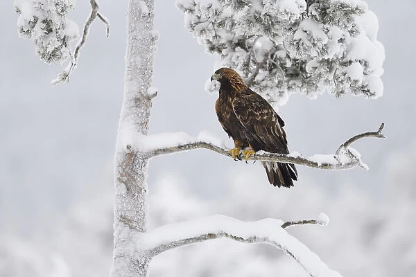 Golden eagle (Aquila chrysaetos) perched in snow covered tree. Kalvtrask, Vasterbotten