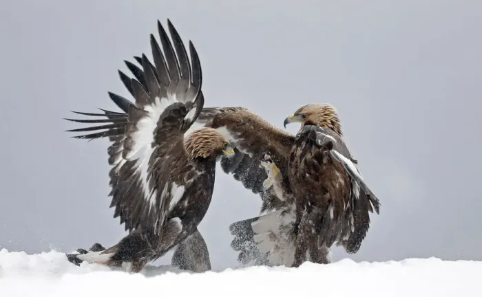 Framed Print : Golden eagle (Aquila chrysaetos), two juveniles fighting in snow. Norway. November Framed Print : Golden eagle (Aquila chrysaetos), two juveniles fighting in snow. Norway. November