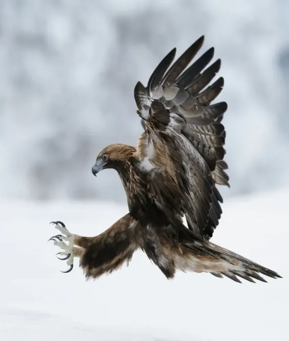 Framed Print : Golden Eagle (Aquila chrysaetos) coming in to land with claws spread. Kuusamo, Finland Framed Print : Golden Eagle (Aquila chrysaetos) coming in to land with claws spread. Kuusamo, Finland