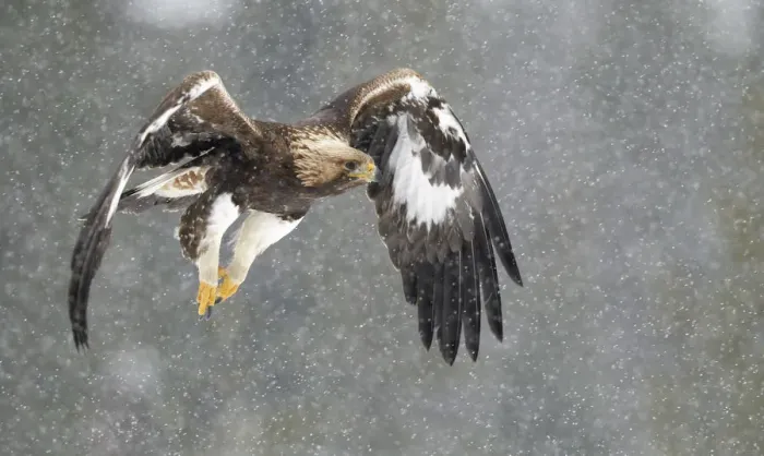 Framed Print : Golden Eagle (Aquila chrysaetos) in flight, snowing, Utajarvi, Finland, February Framed Print : Golden Eagle (Aquila chrysaetos) in flight, snowing, Utajarvi, Finland, February