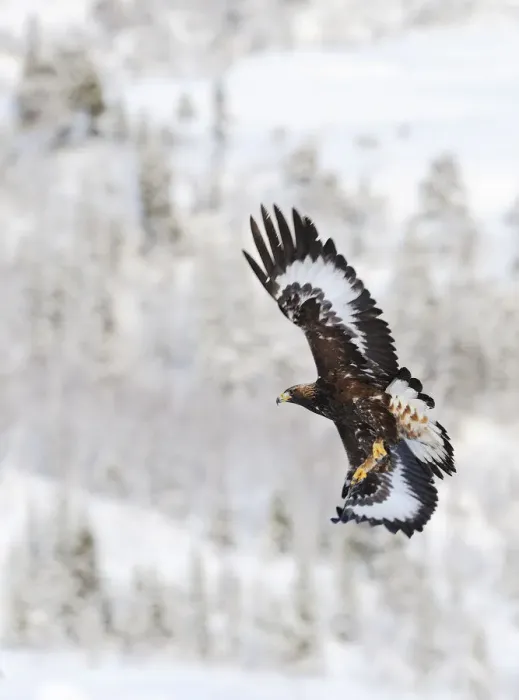 Framed Print : Golden eagle (Aquila chrysaetos) in flight, Flatanger, Norway, November 2008 Framed Print : Golden eagle (Aquila chrysaetos) in flight, Flatanger, Norway, November 2008