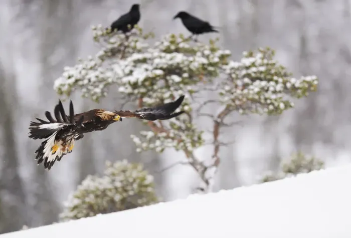 Framed Print : Golden eagle (Aquila chrysaetos) in flight with two Common ravens (Corvus corax) in tree behind Framed Print : Golden eagle (Aquila chrysaetos) in flight with two Common ravens (Corvus corax) in tree behind