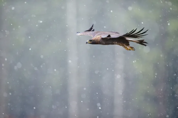 Framed Print : Golden eagle (Aquila chrysaetos) in flight through heavy snow, Czech Republic Framed Print : Golden eagle (Aquila chrysaetos) in flight through heavy snow, Czech Republic