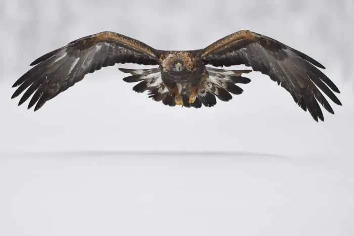 Framed Print : Golden eagle (Aquila chrysaetos) in flight over snow. Kalvtrask, Vasterbotten, Lapland, Sweden