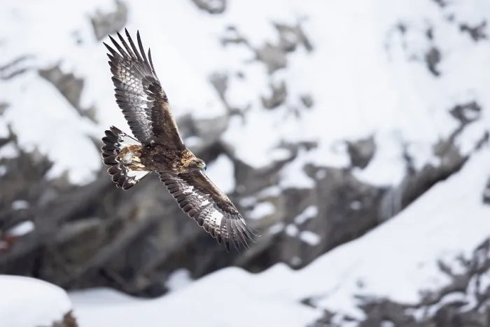 Framed Print : Golden eagle (Aquila chrysaetos) in flight with snow-covered mountainside in background, Alps, Switzerland. January Framed Print : Golden eagle (Aquila chrysaetos) in flight with snow-covered mountainside in background, Alps, Switzerland. January