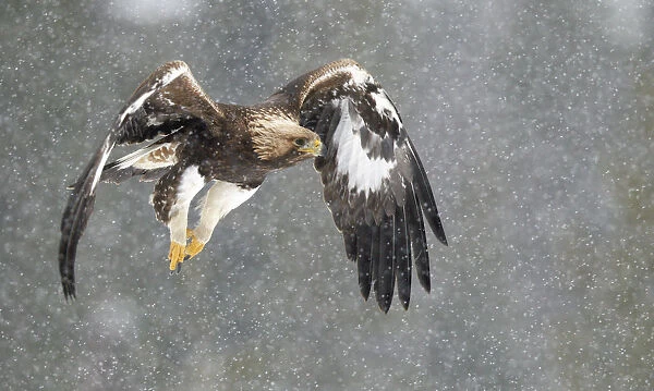 Golden Eagle (Aquila chrysaetos) in flight, snowing, Utajarvi, Finland, February