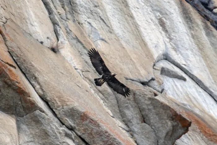 Framed Print : Golden eagle (Aquila chrysaetos) in flight in front of a vertical rocky mountain side Framed Print : Golden eagle (Aquila chrysaetos) in flight in front of a vertical rocky mountain side