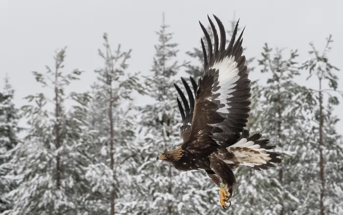 Framed Print : Golden eagle (Aquila chrysaetos) juvenile in flight through snowy forest, Finland, February
