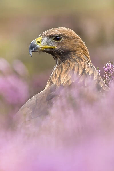 Golden eagle (Aquila chrysaetos) male in heather. Captive, UK