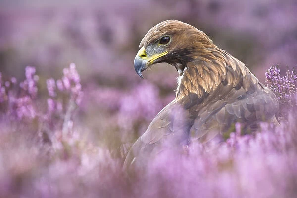 Golden Eagle {Aquila chrysaetos} male in purple heather. Captive, UK