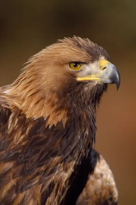 Framed Print : Golden eagle (Aquila chrysaetos) portrait, falconers bird (controlled) Southern Scotland