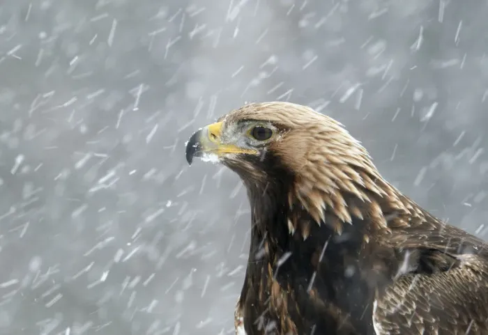 Framed Print : Golden Eagle (Aquila chrysaetos) portrait in snow, Utajarvi, Finland February Framed Print : Golden Eagle (Aquila chrysaetos) portrait in snow, Utajarvi, Finland February