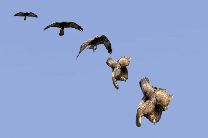 Framed Print : Golden Eagle (Aquila chrysaetos) swooping. The sequence of folding wings to gain speed Framed Print : Golden Eagle (Aquila chrysaetos) swooping. The sequence of folding wings to gain speed