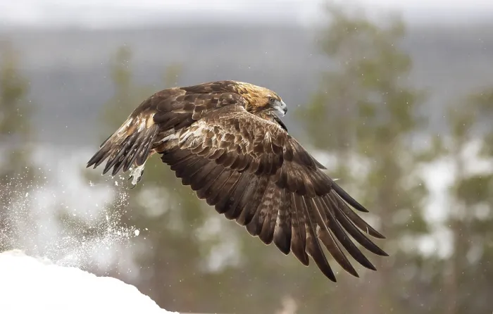 Framed Print : Golden eagle (Aquila chrysaetos) taking flight in the snow, Finland. March Framed Print : Golden eagle (Aquila chrysaetos) taking flight in the snow, Finland. March