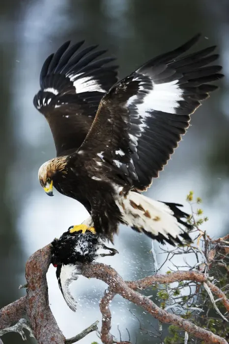 Framed Print : Golden eagle (Aquila chrysaetos) in tree with dead bird, wings out stretched, Flatanger Framed Print : Golden eagle (Aquila chrysaetos) in tree with dead bird, wings out stretched, Flatanger
