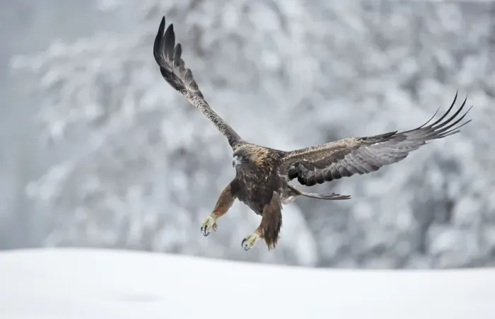 Framed Print : Golden eagle (Aquila chrysaetus) landing in snow, Kuusamo, Finland, December Framed Print : Golden eagle (Aquila chrysaetus) landing in snow, Kuusamo, Finland, December
