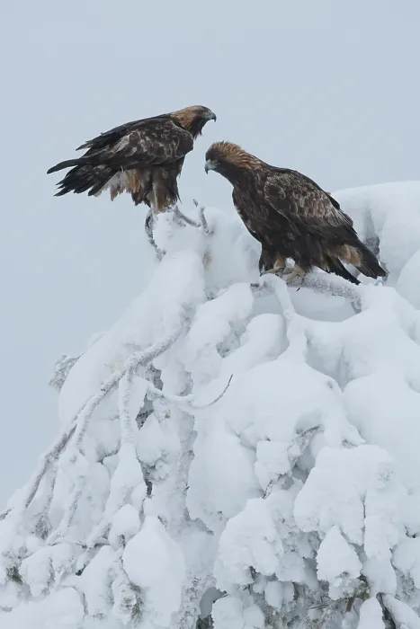 Framed Print : Two Golden eagles (Aquila chrysaetos) perched in top of snow-covered tree, Oulanka National Park, Finland. January Framed Print : Two Golden eagles (Aquila chrysaetos) perched in top of snow-covered tree, Oulanka National Park, Finland. January
