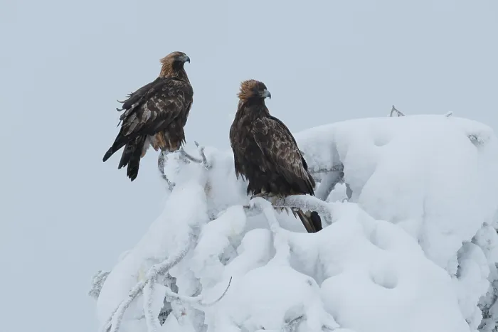 Framed Print : Two Golden eagles (Aquila chrysaetos) perched in top of snow-covered tree, Oulanka National Park, Finland. January Framed Print : Two Golden eagles (Aquila chrysaetos) perched in top of snow-covered tree, Oulanka National Park, Finland. January