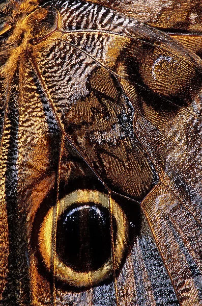 Golden-edged owl-butterfly (Caligo uranus), butterfly captured for the collectors market, wing detail. Montes Azules Biosphere Reserve, Chiapas state, Mexico