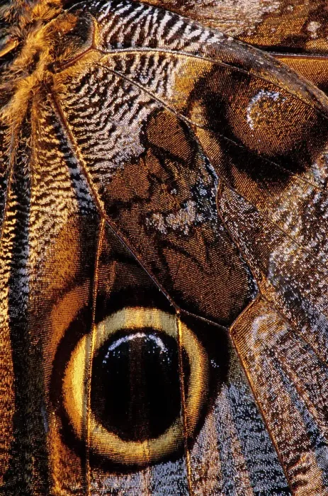 Framed Print : Golden-edged owl-butterfly (Caligo uranus), butterfly captured for the collectors market, wing detail. Montes Azules Biosphere Reserve, Chiapas state, Mexico Framed Print : Golden-edged owl-butterfly (Caligo uranus), butterfly captured for the collectors market, wing detail. Montes Azules Biosphere Reserve, Chiapas state, Mexico