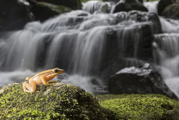 Golden frog (Hylarana aurantiaca) with waterfall in background. Coorg, Karnataka, India