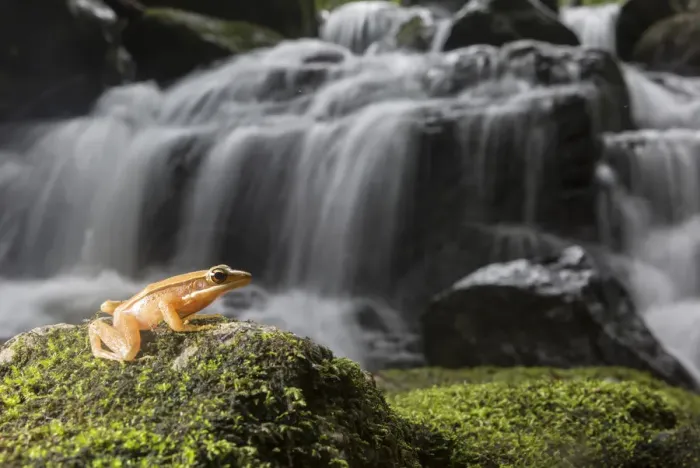 Framed Print : Golden frog (Hylarana aurantiaca) with waterfall in background. Coorg, Karnataka, India Framed Print : Golden frog (Hylarana aurantiaca) with waterfall in background. Coorg, Karnataka, India