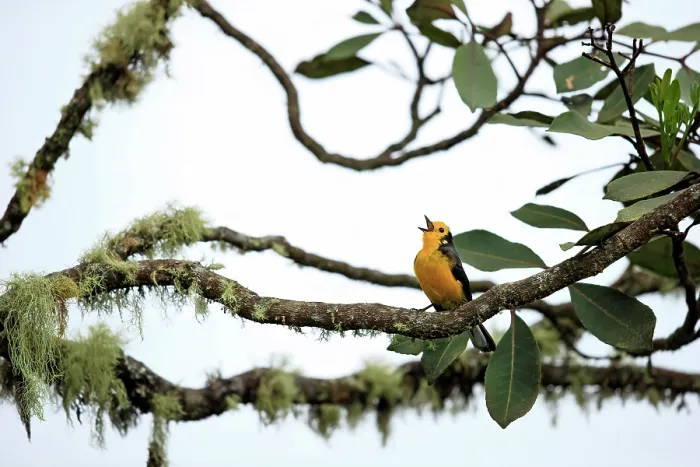 Framed Print : Golden-fronted whitefront (Myioborus ornatus) perched on branch in cloud forest singing, Jardin, western Andes, Colombia Framed Print : Golden-fronted whitefront (Myioborus ornatus) perched on branch in cloud forest singing, Jardin, western Andes, Colombia