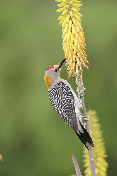 Golden-fronted Woodpecker (Melanerpes aurifrons), male feeding from Torch Lily, Red Hot Poker