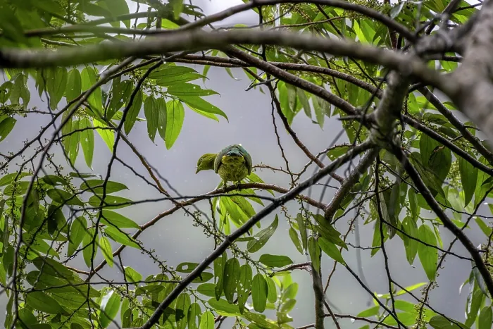 Framed Print : Golden fruit dove (Ptilinopus luteovirens) female, perched in tree with mist in background, Namosi Province, Viti Levu, Fiji Framed Print : Golden fruit dove (Ptilinopus luteovirens) female, perched in tree with mist in background, Namosi Province, Viti Levu, Fiji