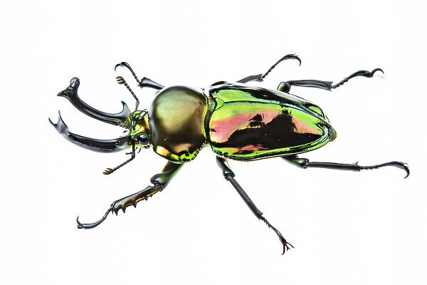 Golden green stag beetle (Lamprima sp. ), adult male with big mandibles and a shiny