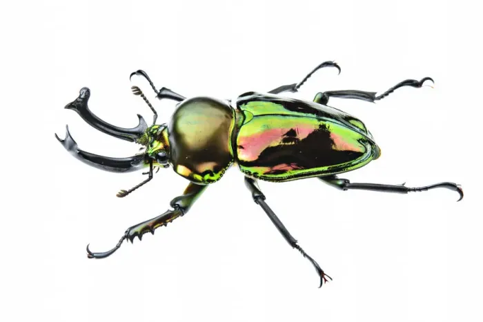 Framed Print : Golden green stag beetle (Lamprima sp. ), adult male with big mandibles and a shiny Framed Print : Golden green stag beetle (Lamprima sp. ), adult male with big mandibles and a shiny
