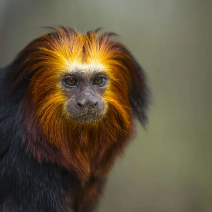 Framed Print : Golden-headed lion tamarin (Leontopithecus chrysomelas) captive portrait, Apenheul Park Framed Print : Golden-headed lion tamarin (Leontopithecus chrysomelas) captive portrait, Apenheul Park