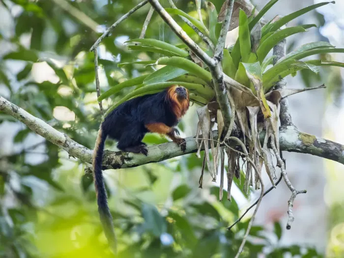 Framed Print : Golden-headed lion tamarin (Leontopithecus chrysomelas) coastal rainforest Framed Print : Golden-headed lion tamarin (Leontopithecus chrysomelas) coastal rainforest