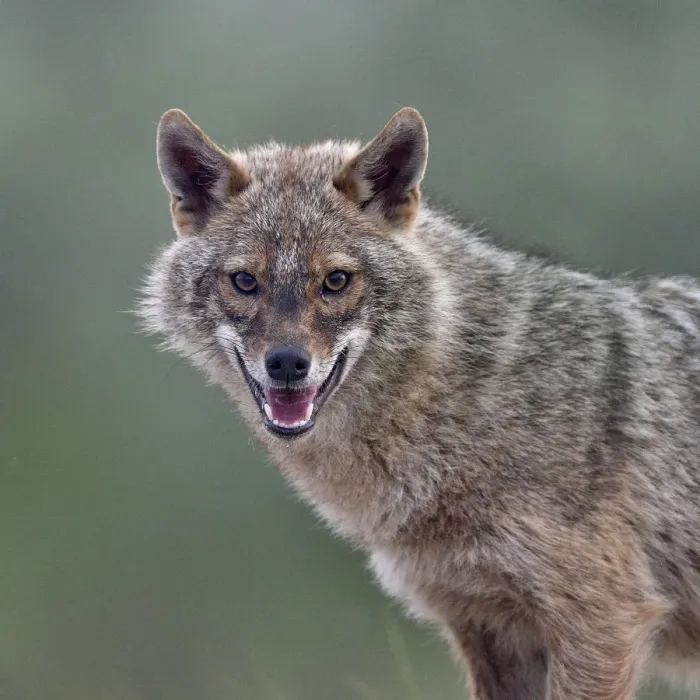 Framed Print : Golden jackal (Canis aureus) portrait. Danube Delta, Romania, May Framed Print : Golden jackal (Canis aureus) portrait. Danube Delta, Romania, May