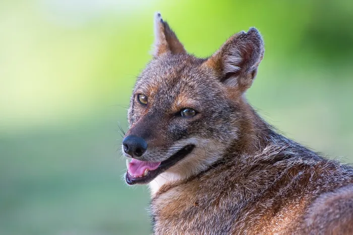 Framed Print : Golden jackal (Canis aureus) portrait, in urban Yarkon Park, Tel Aviv, Israel Framed Print : Golden jackal (Canis aureus) portrait, in urban Yarkon Park, Tel Aviv, Israel