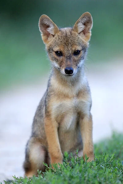 Golden jackal (Canis aureus) pup sitting on a grassy verge by a path, Danube Delta