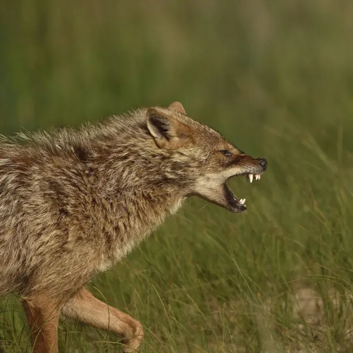Framed Print : Golden jackal (Canis aureus) snarling. Danube Delta, Romania. May Framed Print : Golden jackal (Canis aureus) snarling. Danube Delta, Romania. May