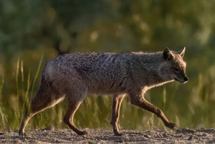 Framed Print : Golden jackal (Canis aureus) walking on sand. Danube Delta, Romania, May Framed Print : Golden jackal (Canis aureus) walking on sand. Danube Delta, Romania, May