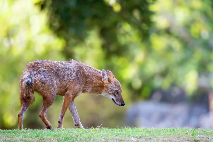 Framed Print : Golden jackal (Canis aureus) walking through urban park, Yarkon Park, Tel Aviv, Israel Framed Print : Golden jackal (Canis aureus) walking through urban park, Yarkon Park, Tel Aviv, Israel