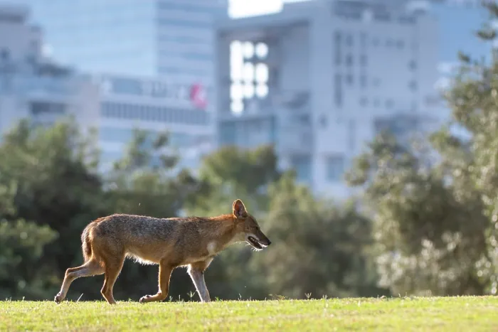Framed Print : Golden jackal (Canis aureus) walking in urban park, Yarkon Park, Tel Aviv, Israel Framed Print : Golden jackal (Canis aureus) walking in urban park, Yarkon Park, Tel Aviv, Israel