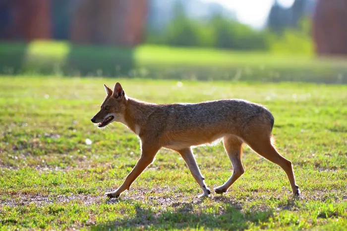 Framed Print : Golden jackal (Canis aureus) walking in urban park, Yarkon Park, Tel Aviv, Israel Framed Print : Golden jackal (Canis aureus) walking in urban park, Yarkon Park, Tel Aviv, Israel
