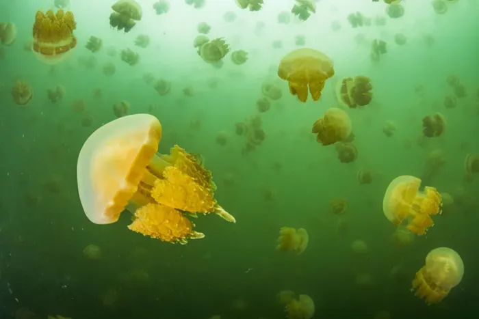 Framed Print : Golden jellyfish (Mastigias sp. ) swarm in a marine lake, Jellyfish Lake, Eil Malk island Framed Print : Golden jellyfish (Mastigias sp. ) swarm in a marine lake, Jellyfish Lake, Eil Malk island