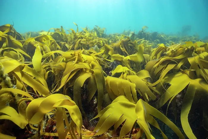 Framed Print : Golden kelp (Laminaria ochroleuca) forest, Lizard Peninsula, Cornwall, UK, Atlantic Ocean Framed Print : Golden kelp (Laminaria ochroleuca) forest, Lizard Peninsula, Cornwall, UK, Atlantic Ocean