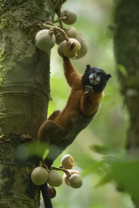 Framed Print : Golden-mantled tamarin (Saguinus tripartitus) feeding on fruits at the Tiputini